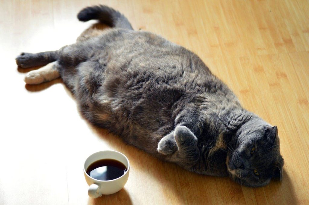 fatty-cat